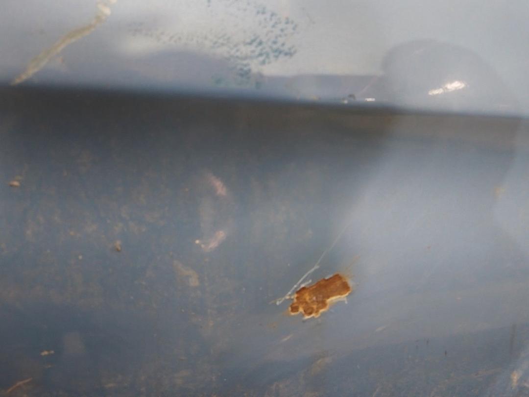 Дверь передняя правая 3IC3DO Citroen Xsara Picasso купить