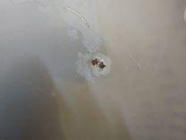 Капот A9WXTL Opel Zafira купить на авторазборке