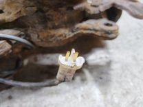 Кулак поворотный левый 6D5WVN Toyota Avensis купить в магазине запчастей бу