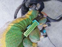 Проводка салона L43DR8 Seat Alhambra undefined