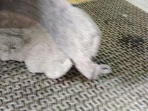 Защита арок задняя правая (подкрылок) 4GCRJZ Toyota Corolla купить на авторазборке