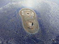 Крыша 6N96TY Seat Alhambra купить с доставкой