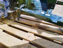 Стойка кузовная передняя левая W3VDXK Volkswagen Golf купить с доставкой. Огромный выбор запчастей и марок авто. У нас есть практически все.