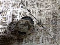 Натяжитель ремня генератора 4FSZ6Y Renault Clio купить на авторазборке