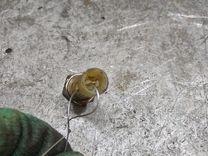 Датчик давления масла R1I0HX Renault Scenic - Фото 4